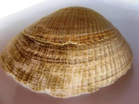 Identificazione?Estonia rugosa...?